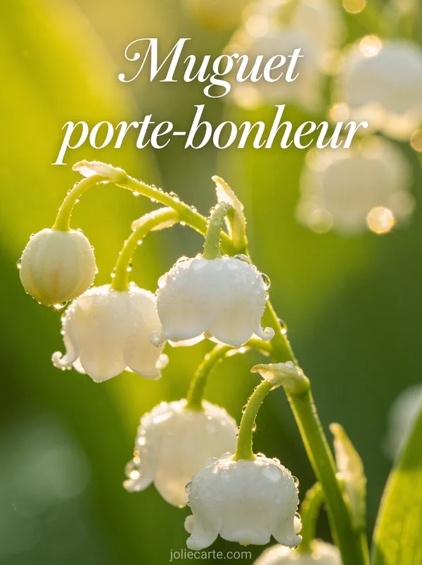 Gros plan photoréaliste de clochettes de muguet avec gouttelettes de rosée scintillantes et lumière dorée rasante