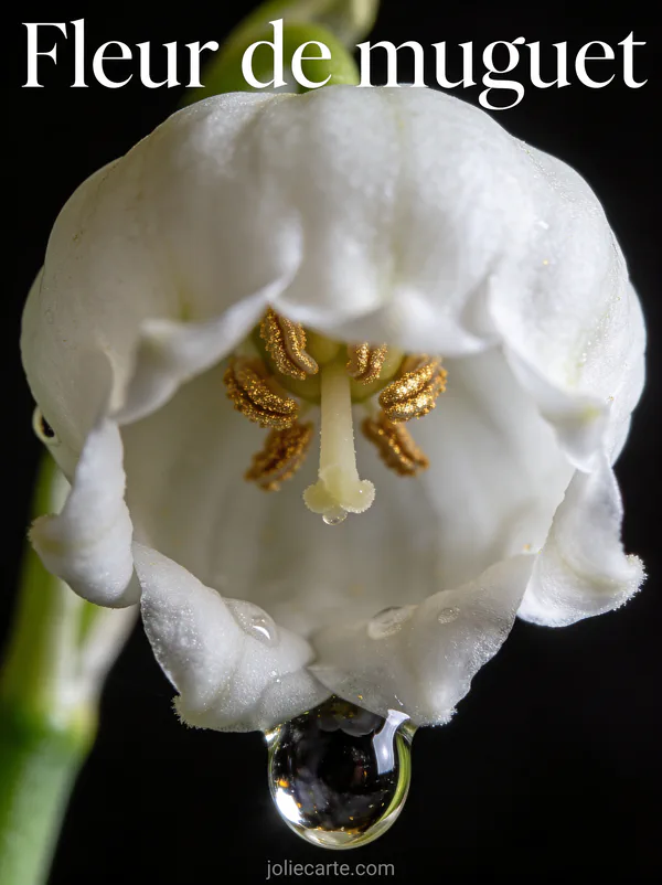 Très gros plan d'une clochette de muguet avec étamines dorées et goutte de rosée sur fond noir velouté
