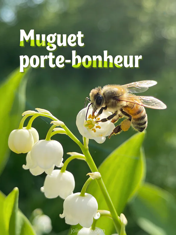 Macro photo d'une abeille butinant une clochette de muguet avec pollen visible sur fond vert naturel