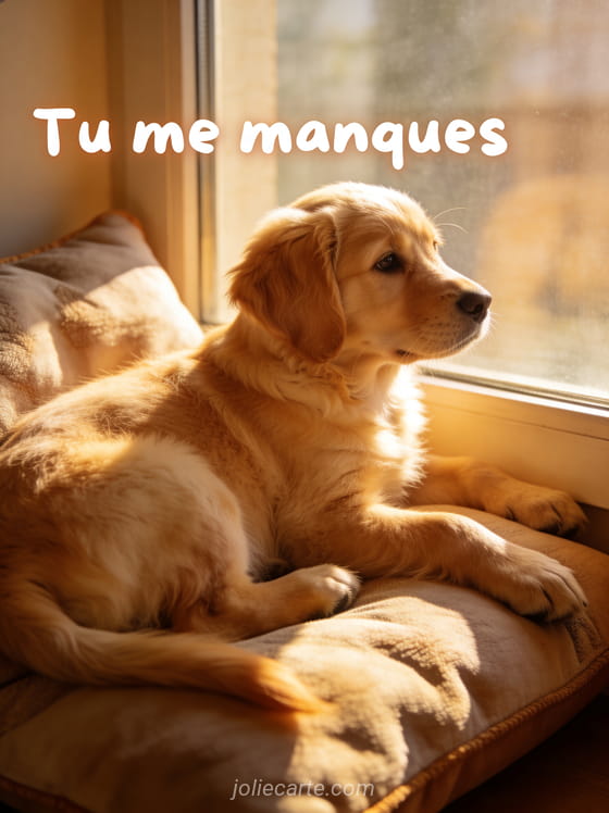 Chien golden retriever couché sur un coussin regardant tristement par la fenêtre avec le texte Tu me manques