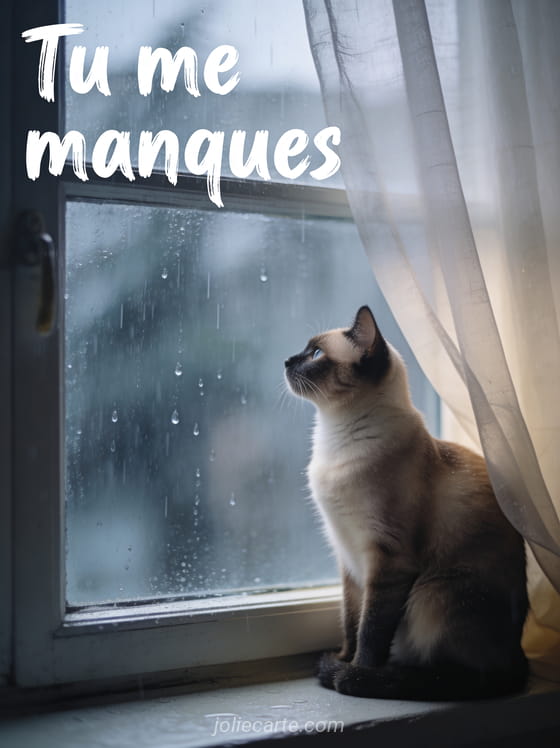 Chat siamois assis sur un rebord de fenêtre regardant la pluie avec le texte Tu me manques