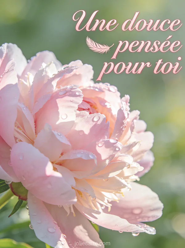 Pivoine rose pâle en gros plan avec gouttes de rosée et fond vert tendre et le texte Une douce pensée pour toi