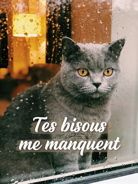 Chat british shorthair gris regardant par une fenêtre embuée avec le texte Tes bisous me manquent