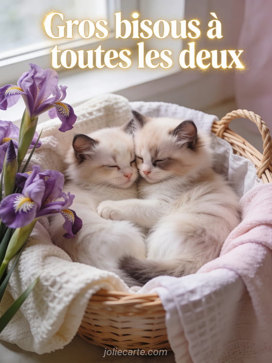 Deux chatons ragdoll blottis dans une corbeille avec des iris mauves et le texte Gros bisous à toutes les deux