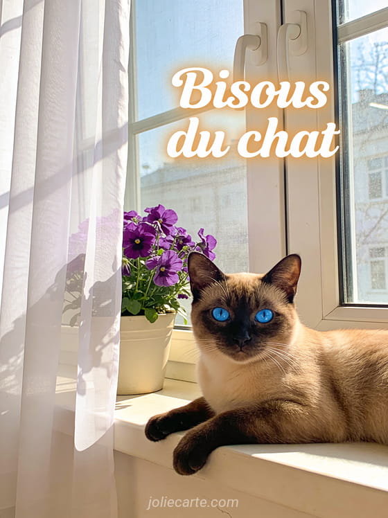 Chat siamois aux yeux bleus allongé sur un rebord de fenêtre ensoleillée avec des violettes et le texte Bisous du chat