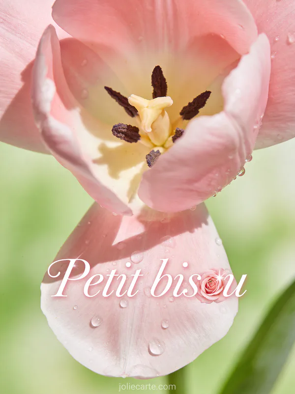 Tulipe rose pâle en gros plan avec gouttes de rosée sur les pétales satinés et le texte Petit bisou
