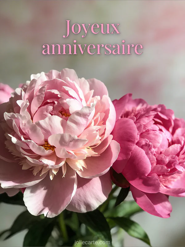 Pivoines roses en gros plan ultra-détaillé pétales veloutés du rose pâle au fuchsia éclairage doux texte Joyeux anniversaire
