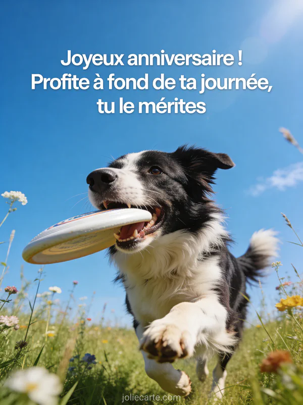 Border collie joyeux courant dans un pré avec un frisbee dans la gueule et fleurs sauvages sous un ciel bleu