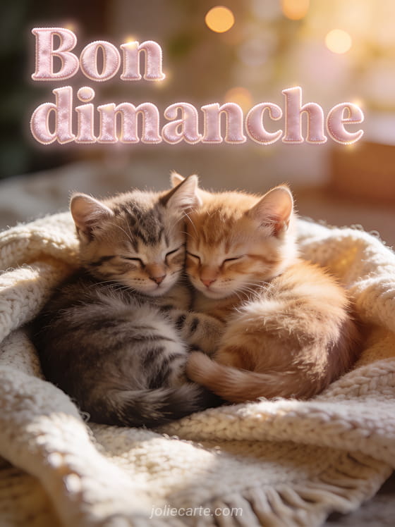 Deux chatons blottis l’un contre l’autre sur un plaid en laine dans une lumière chaude de fin d’après-midi avec le texte Bon dimanche