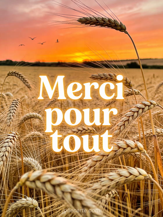 Coucher de soleil d'été sur un champ de blé doré avec épis ondulant dans le vent ciel orangé et rosé avec le texte Merci pour tout en lettres blanches
