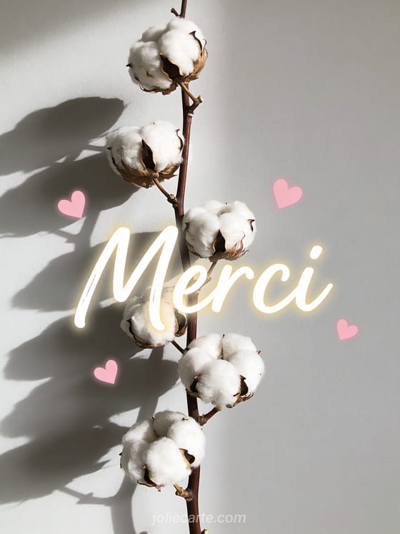 Branche de cotonnier avec fleurs de coton blanc et petits coeurs roses sur fond gris perle style minimaliste