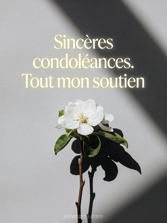 Branche de fleur de pommier blanche sur fond gris clair style épuré avec lumière naturelle douce