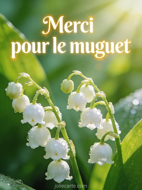 Gros plan sur des clochettes de muguet couvertes de rosée matinale avec fond vert émeraude et rayons de soleil