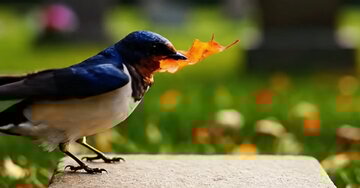 Un an, on n'oublie pas... En sa mémoire...