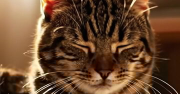 « Si nos chers animaux savaient parler, quelle serait leur première pensée ? La réponse est ici... »...