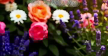 Cartão animado com um leitão e um patinho que celebram a sua amizade num jardim florido e depois num ninho de palha, com a mensagem final 'Feliz Aniversário'.