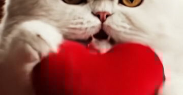 "Ok, lo admito... es tú quien lleva la corona... Feliz Cumpleaños a la persona que reina..."