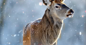 Um cervo majestoso em uma floresta nevada. Seus chifres brilham com uma luz dourada, liberando poeira de estrelas mágicas que formam palavras de felicitações.