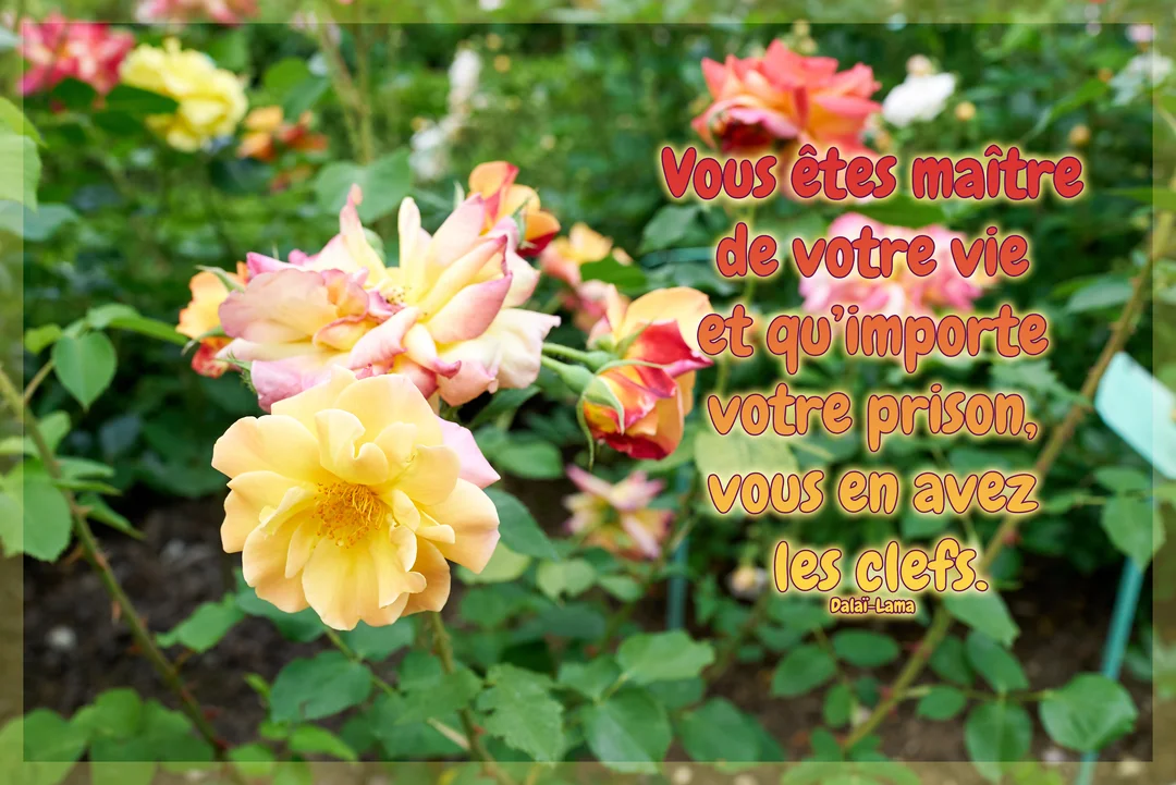 Sur un fond photographique de rosiers aux fleurs jaunes et roses, une citation inspirante du Dalaï-Lama est inscrite en police rouge et jaune.