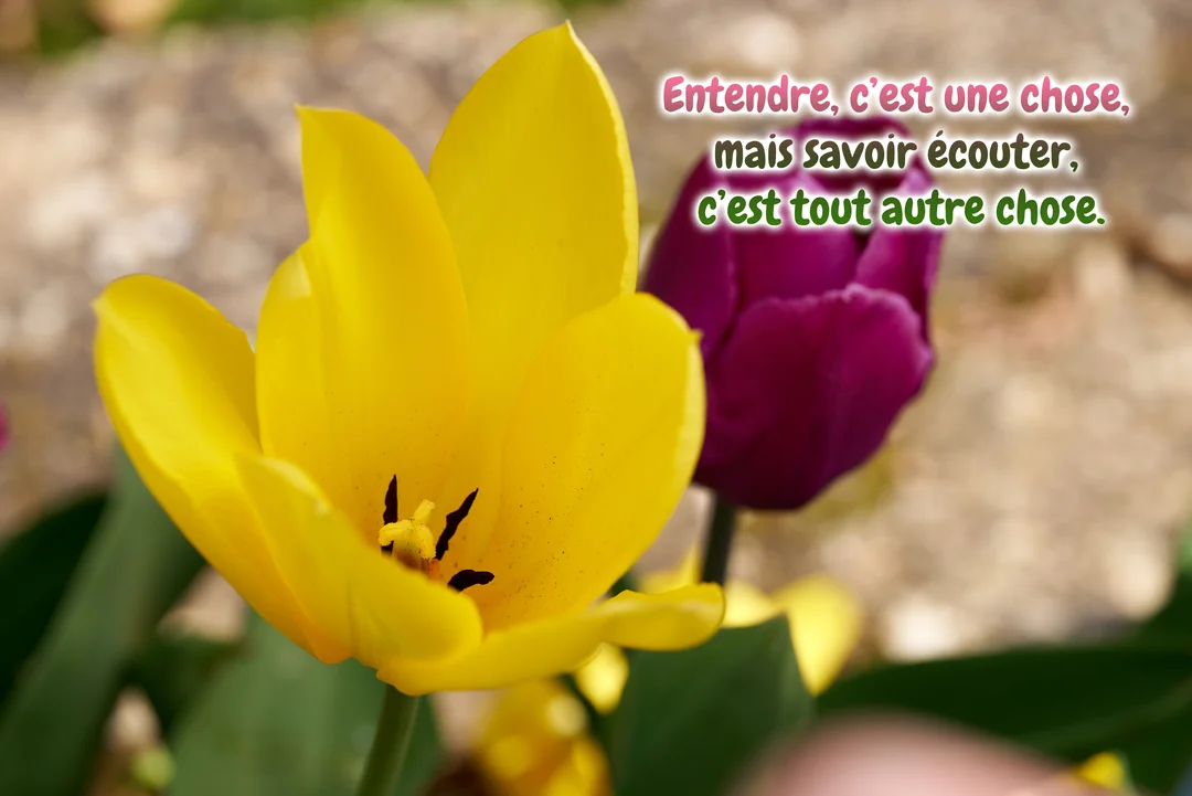 Photographie en gros plan d'une tulipe jaune ouverte, avec une tulipe violette en arrière-plan et un texte de citation superposé.