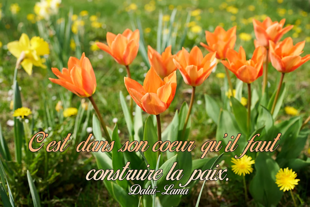 Des tulipes oranges épanouies et des fleurs jaunes parsèment un champ verdoyant, avec une citation du Dalaï-Lama sur la construction de la paix.