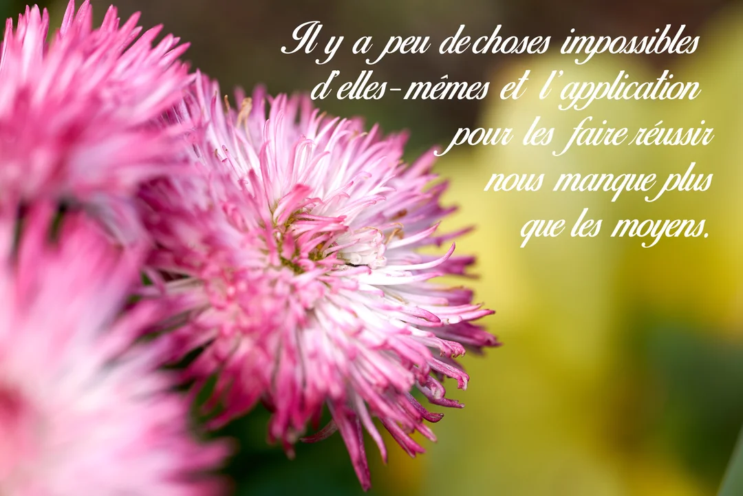 Photographie en gros plan de deux fleurs de pâquerettes roses et blanches, avec une citation philosophique écrite en blanc sur un fond naturel vert et jaune.