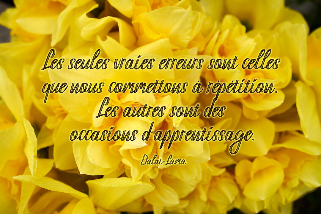 Une citation philosophique est écrite en police manuscrite sur une image lumineuse montrant un parterre dense de fleurs de jonquilles jaunes en pleine floraison.