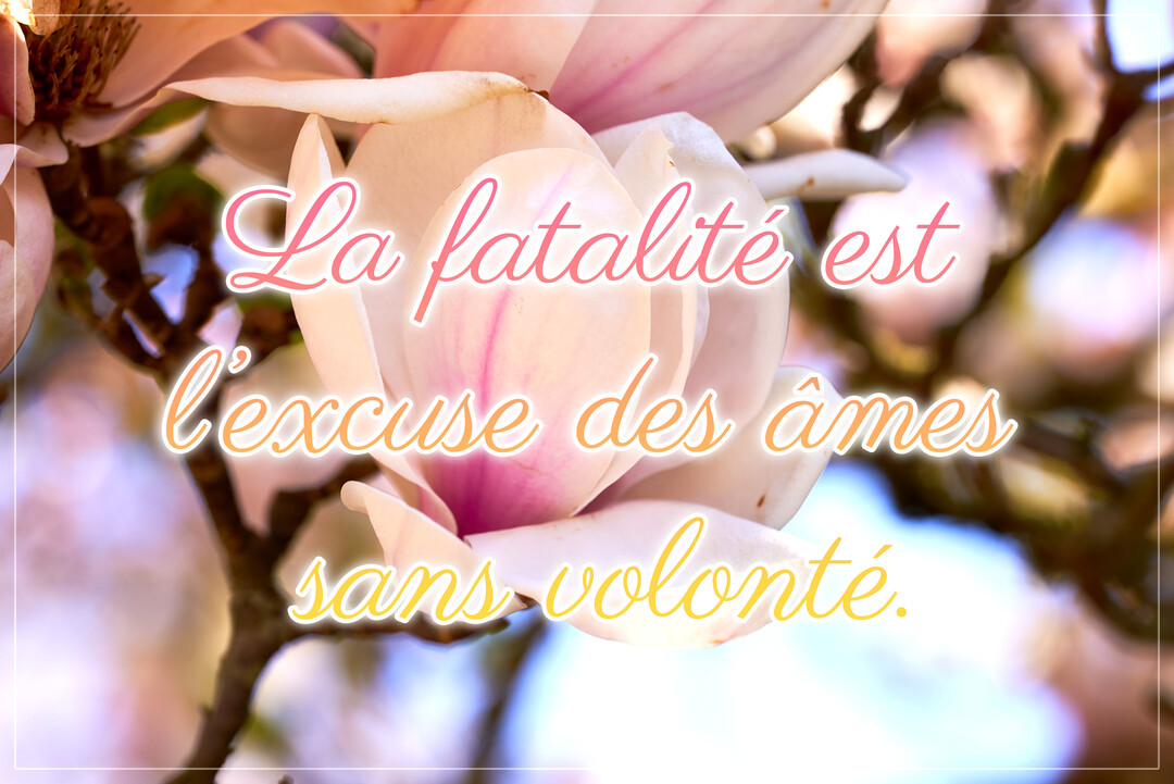 Une citation inspirante sur la volonté est superposée à une photographie en gros plan d'une fleur de magnolia aux délicats pétales blanc-rosé.