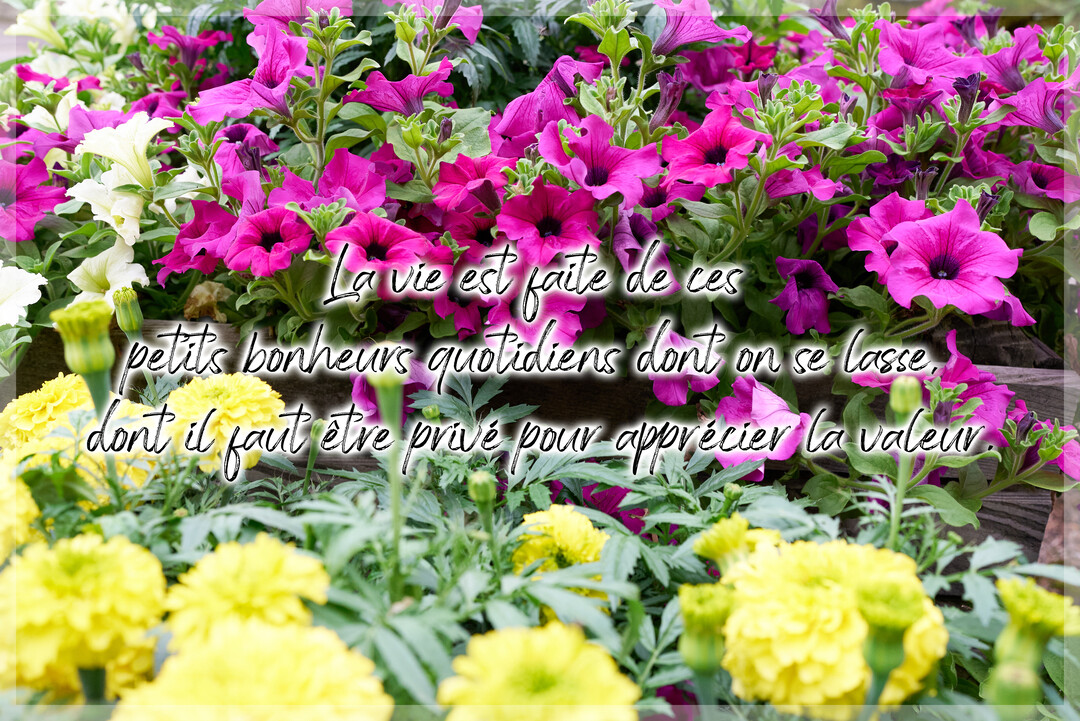 Une photographie de parterres fleuris avec des pétunias magenta et des œillets d'inde jaunes, sur laquelle est superposée une citation inspirante en lettres manuscrites.