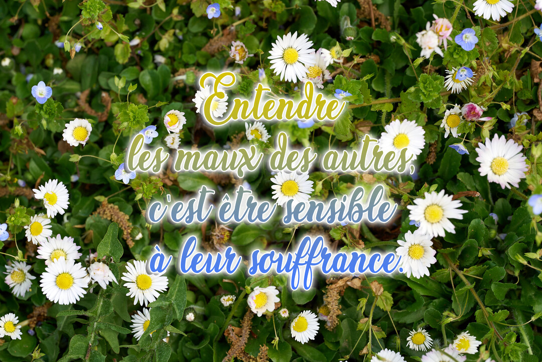 Vue de dessus d'un tapis de verdure parsemé de pâquerettes blanches et de petites fleurs bleues, avec une citation superposée au centre.