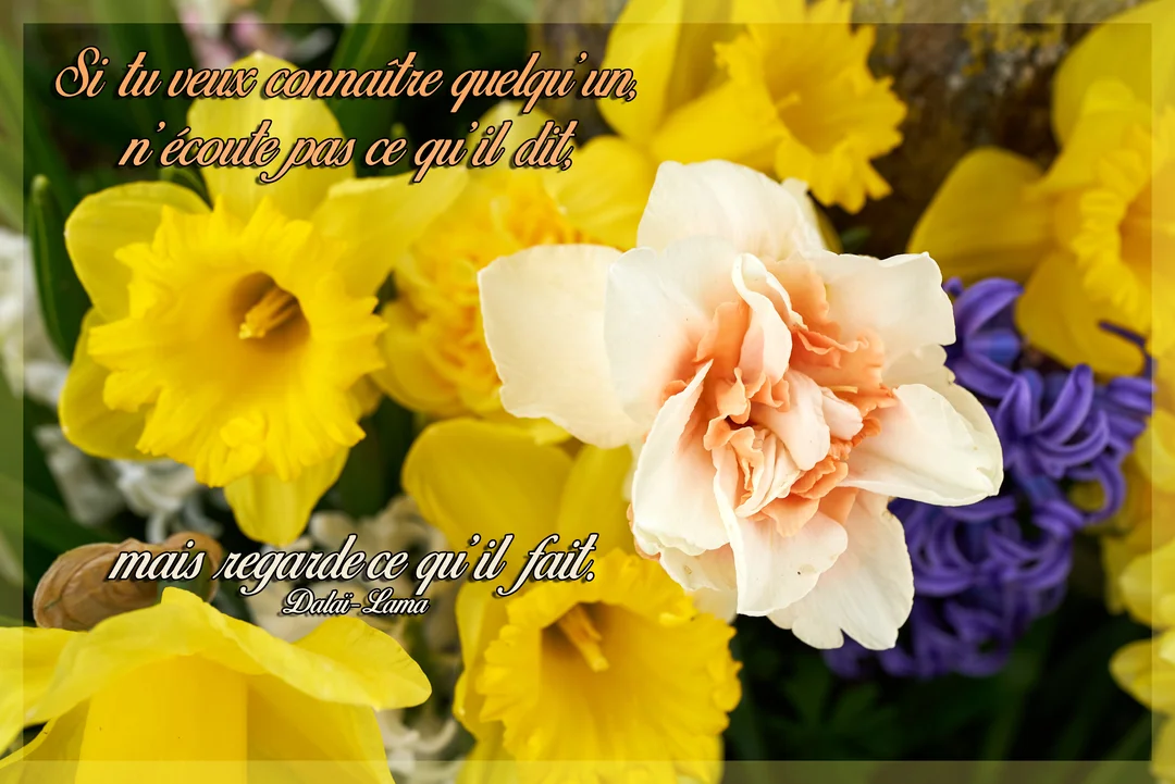 Une photographie en gros plan d'un bouquet floral coloré avec des narcisses jaunes, une jacinthe violette et une citation sur la sagesse.