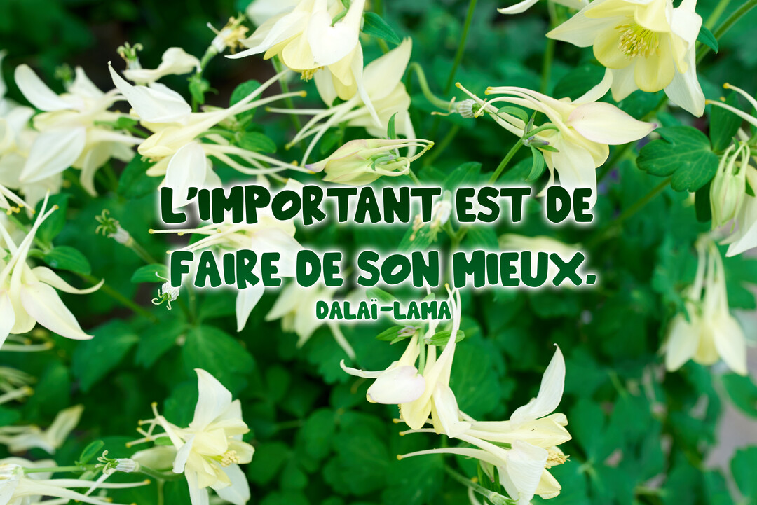 Une citation de motivation du Dalaï-Lama est superposée sur une photographie de délicates fleurs blanches et jaunes sur un fond de feuillage vert.