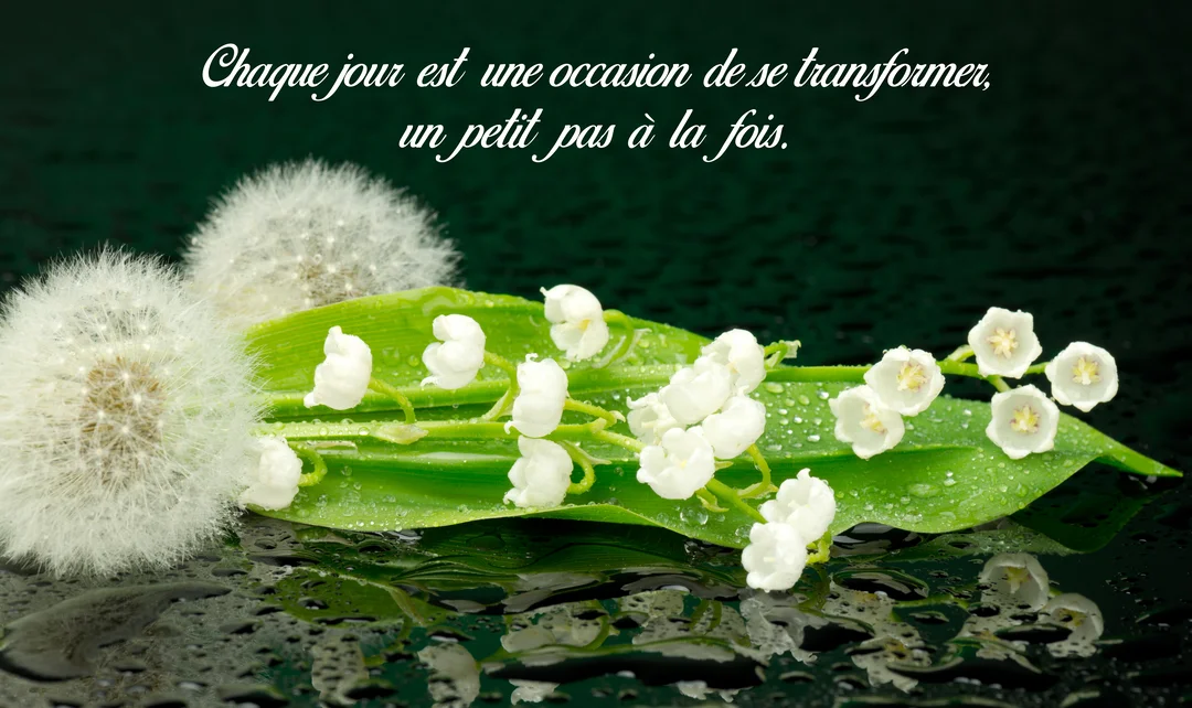 Une composition de brins de muguet et de pissenlits en aigrettes, posés sur une surface sombre et réfléchissante parsemée de gouttes d'eau.