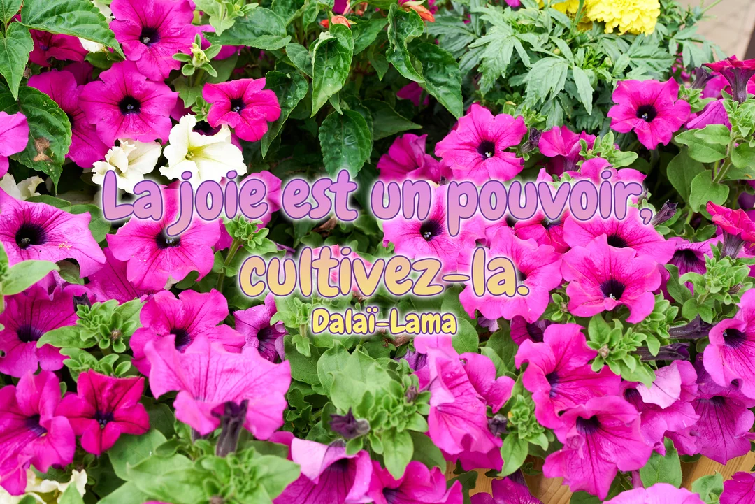 Une citation inspirante sur la joie est superposée à une photographie en gros plan d'un parterre de pétunias roses et de feuilles vertes.