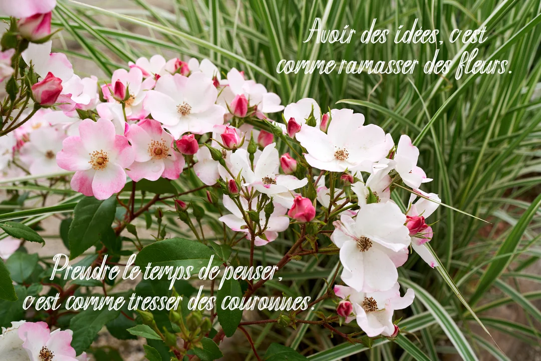 Photographie de près d'un buisson de roses sauvages roses et blanches, sur lequel est inscrite une citation poétique en écriture cursive.