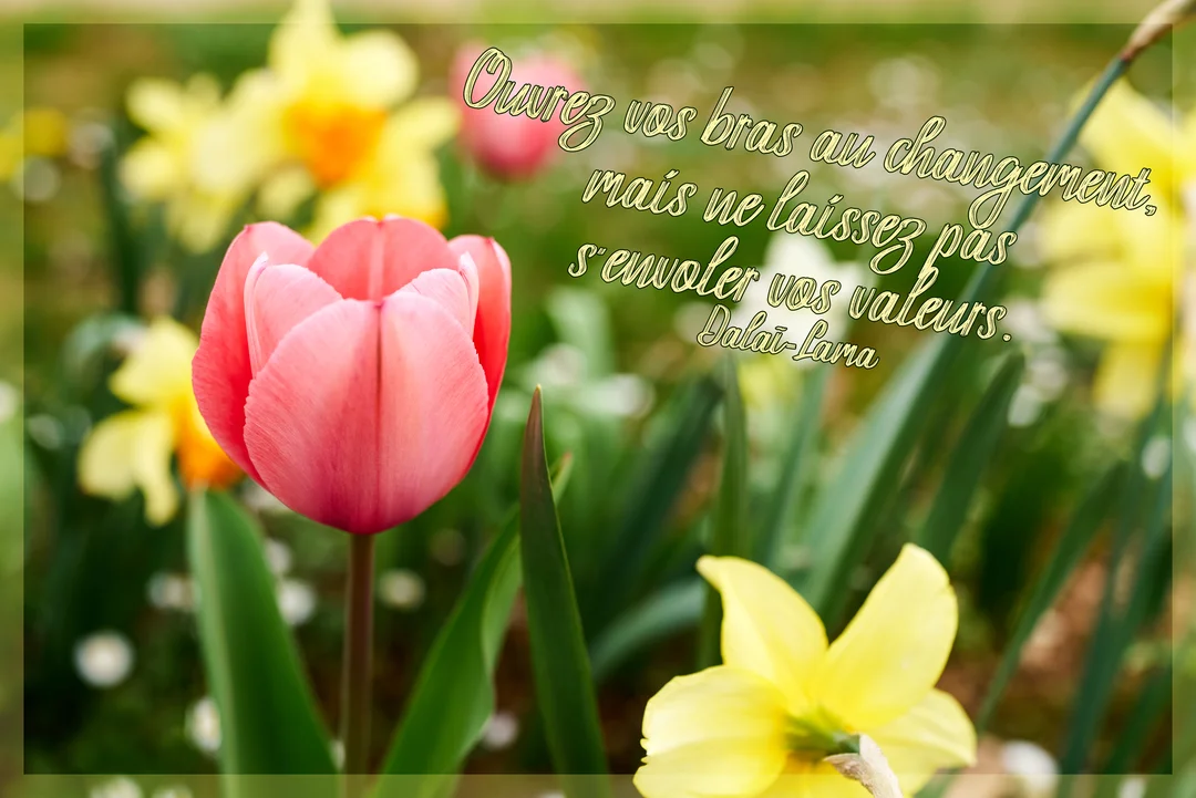 Une tulipe rose au premier plan se détache sur un parterre flou de jonquilles jaunes, avec une citation du Dalaï-Lama superposée.