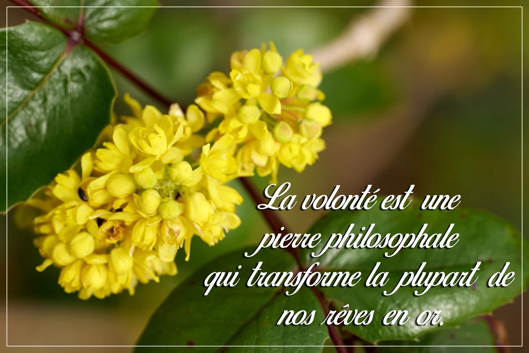 Une carte illustrée par la photographie d'une grappe de fleurs jaunes vives sur un fond vert flou, superposée d'une citation inspirante écrite en blanc.
