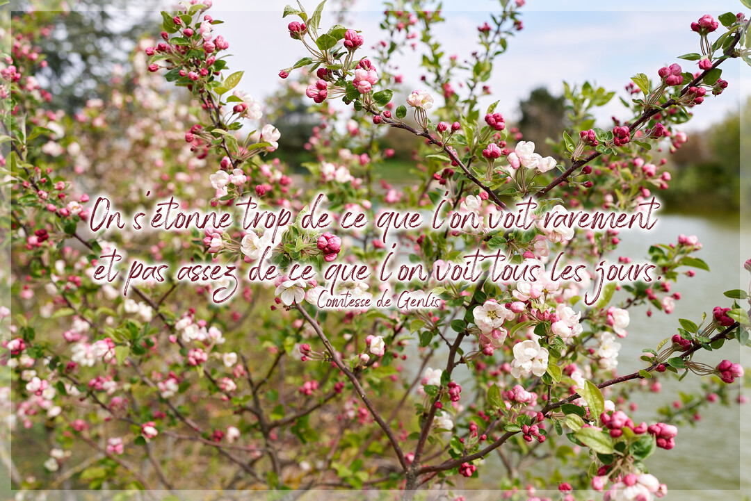 Une photographie de branches d'un pommier en fleurs avec des bourgeons roses et des fleurs blanches, superposée d'une citation sur fond naturel.
