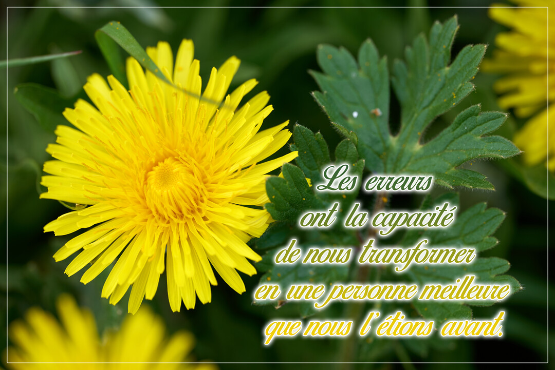 Un pissenlit jaune vif en gros plan à côté d'une feuille verte, sur un fond de nature flou, illustrant une citation sur l'apprentissage.