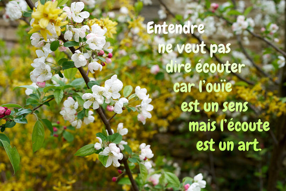 Une branche de pommier en fleurs blanches se détache sur un fond flou de fleurs jaunes, avec une citation sur l'écoute superposée.