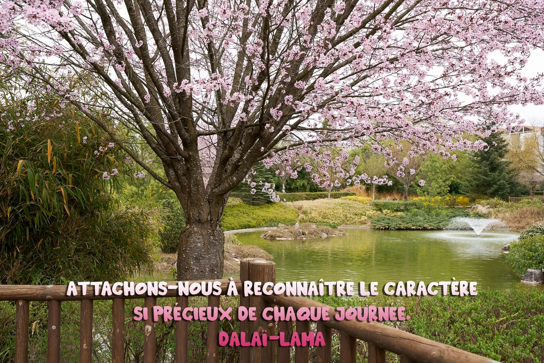 Un cerisier japonais en fleurs roses surplombe un étang paisible dans un jardin verdoyant, avec une citation philosophique au premier plan.