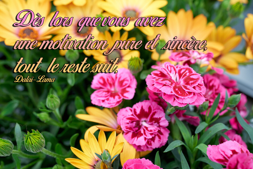 Une citation du Dalaï-Lama est superposée sur une photographie en gros plan d'un parterre de fleurs colorées, incluant des œillets roses et des marguerites jaunes.