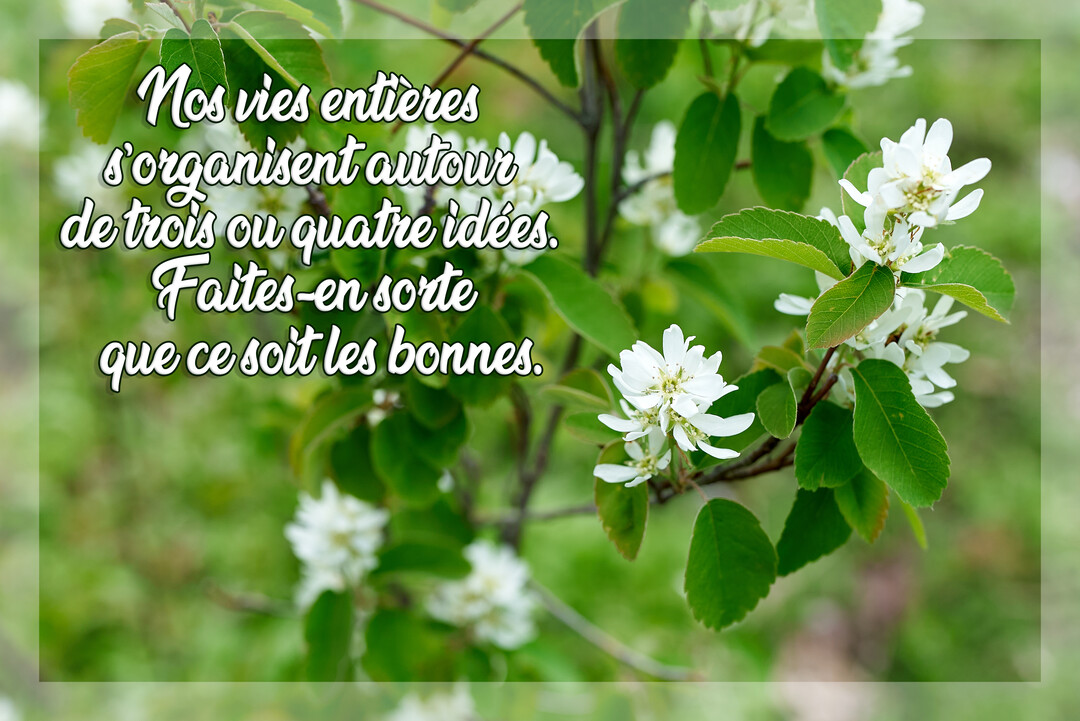 Une citation sur la vie est écrite en police manuscrite blanche sur une photographie de fleurs blanches d'amélanchier avec un feuillage vert luxuriant.