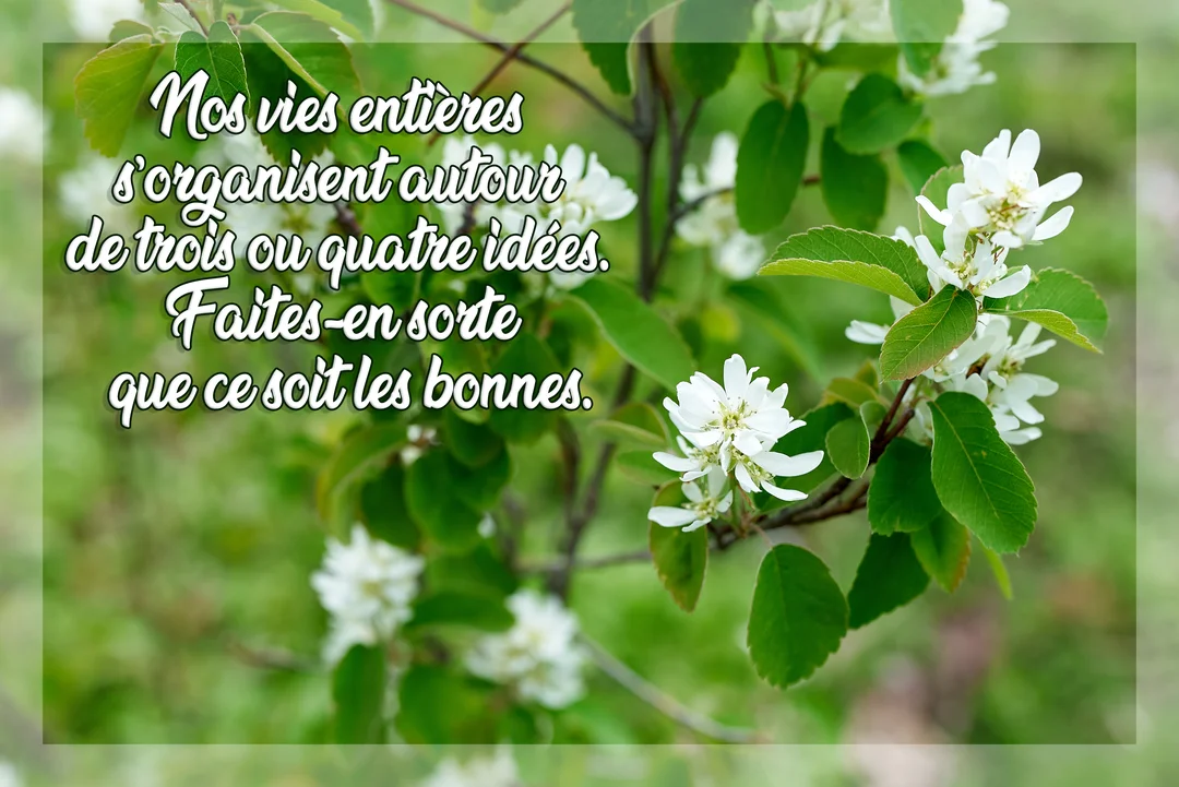 Une citation sur la vie est écrite en police manuscrite blanche sur une photographie de fleurs blanches d'amélanchier avec un feuillage vert luxuriant.