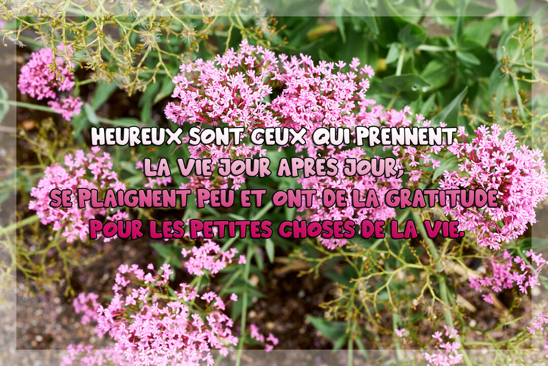 Une citation inspirante sur le bonheur est superposée sur une photographie en gros plan de grappes de petites fleurs roses et de feuillage vert.