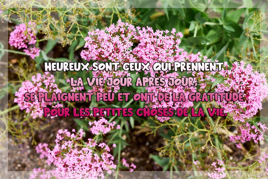 Une citation inspirante sur le bonheur est superposée sur une photographie en gros plan de grappes de petites fleurs roses et de feuillage vert.