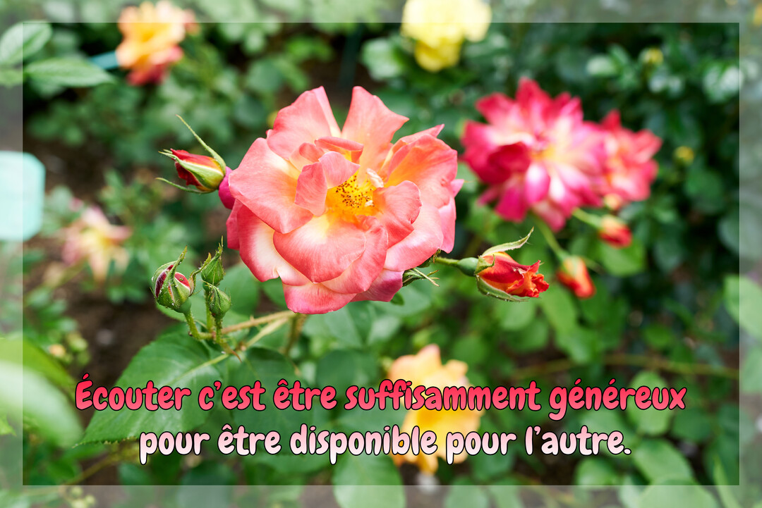 Photographie d'une rose épanouie aux pétales roses et jaunes, sur un fond de rosiers en fleurs, avec un texte superposé.
