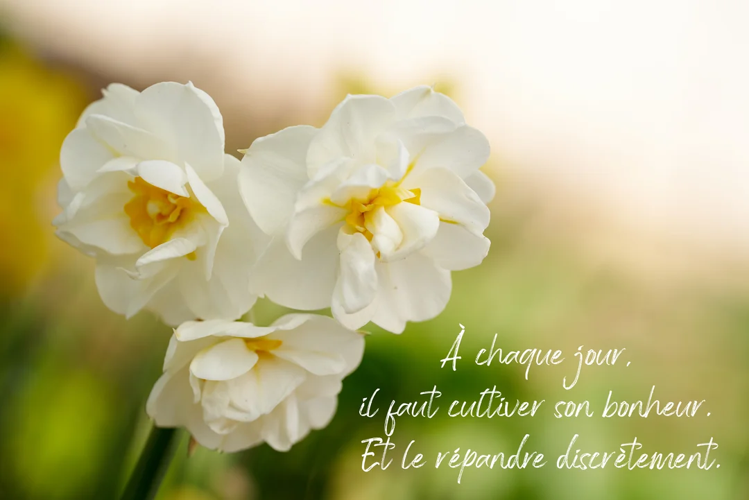 Gros plan sur trois fleurs de narcisses blancs à cœur jaune, avec un texte manuscrit, sur un fond naturel vert et lumineux.