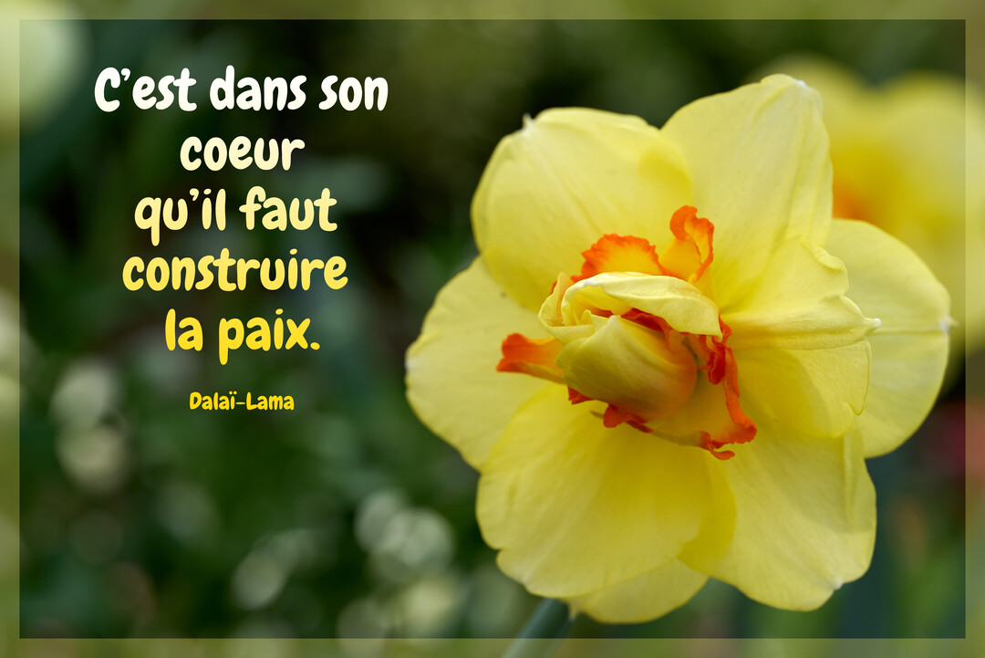 Gros plan sur une fleur de narcisse jaune et orange à côté d'une citation du Dalaï-Lama sur un fond vert naturel flouté.