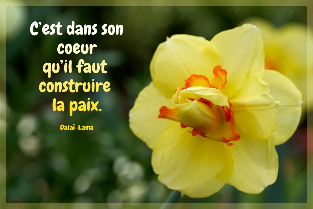 Gros plan sur une fleur de narcisse jaune et orange à côté d'une citation du Dalaï-Lama sur un fond vert naturel flouté.